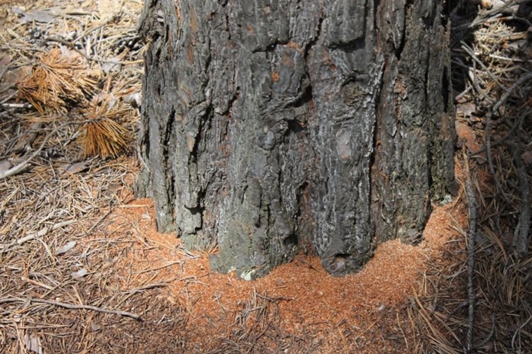 Корояди нападнаха боровите гори в Ардинско