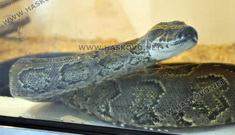 Питонът-беглец