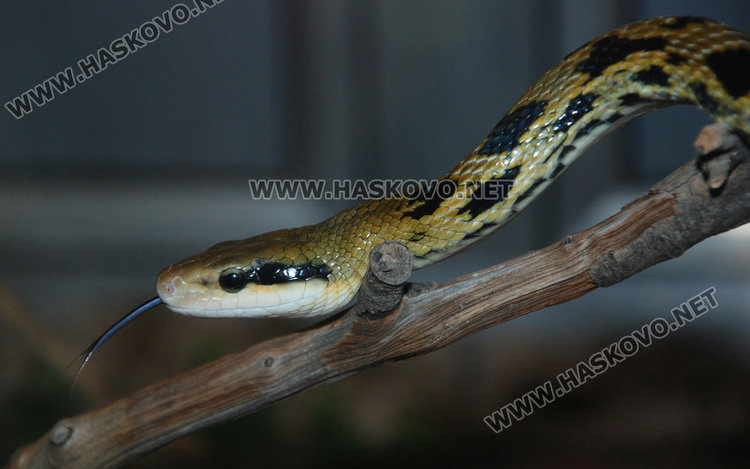 Питонът-беглец в Баните оцеля, днес откриха официално Терариума