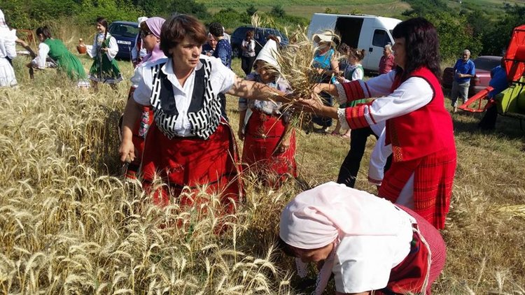 В Бряст започна жътвата на ечемика