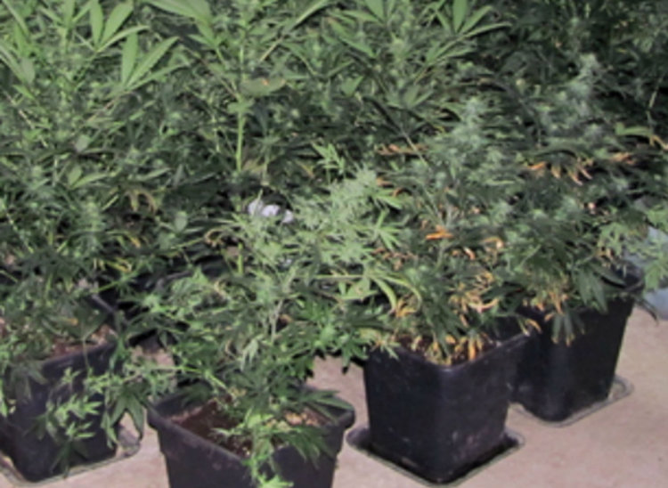 Asenovgrad.NET архив