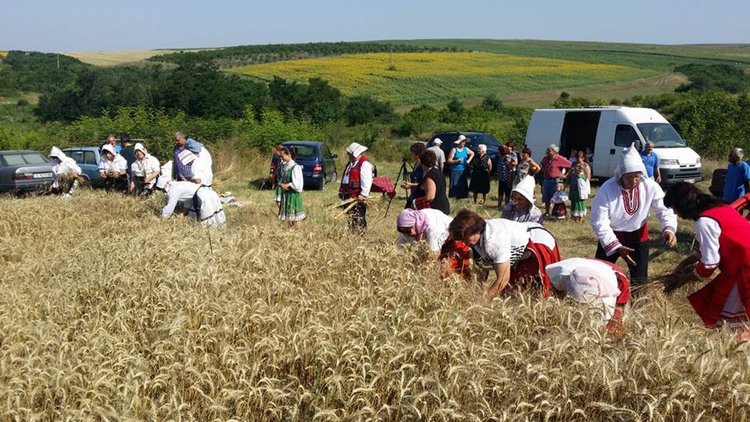 В Бряст започна жътвата на ечемика