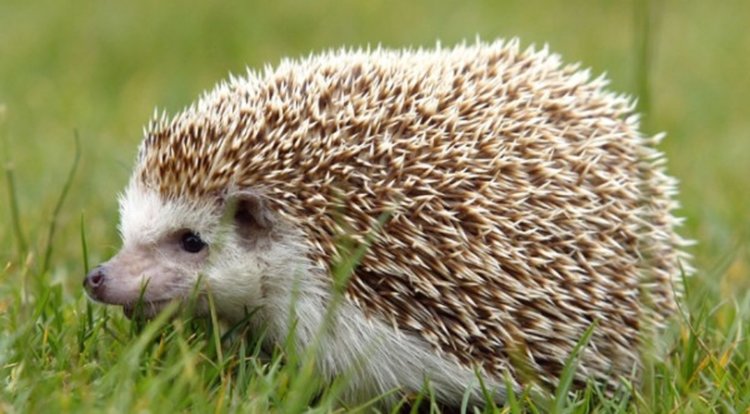 Еколози от РИОСВ Смолян спасиха таралеж, паднал в бетонен канал 