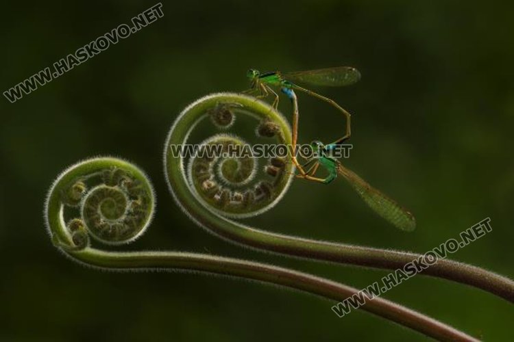 Златко Латев журира 9-тия Международен фотографски салон във Варна