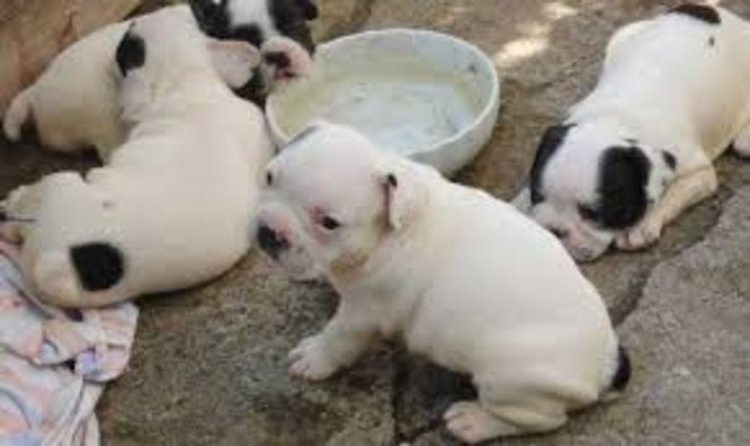 Предстоят промени в Наредбата за притежаване на кучета