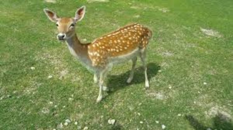 Натопиха смолянчанин, че гледа сърна в двора си