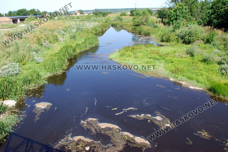 Рибата в река Банска мре. Добрич: тровят я