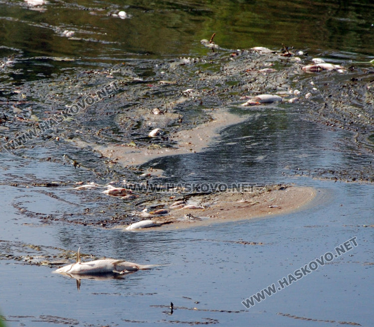 Рибата в река Банска мре. Добрич: тровят я