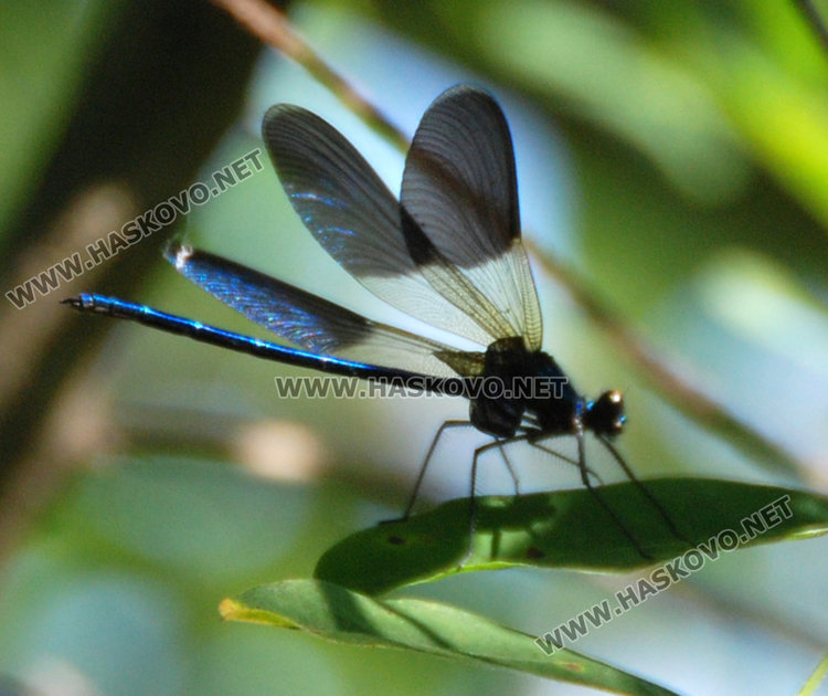 Освен рибари и биваци, край Марица има и такива красоти