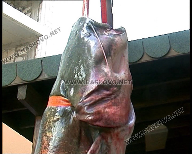 Рекордьорът със 102 кг сом: Късметът идва веднъж 