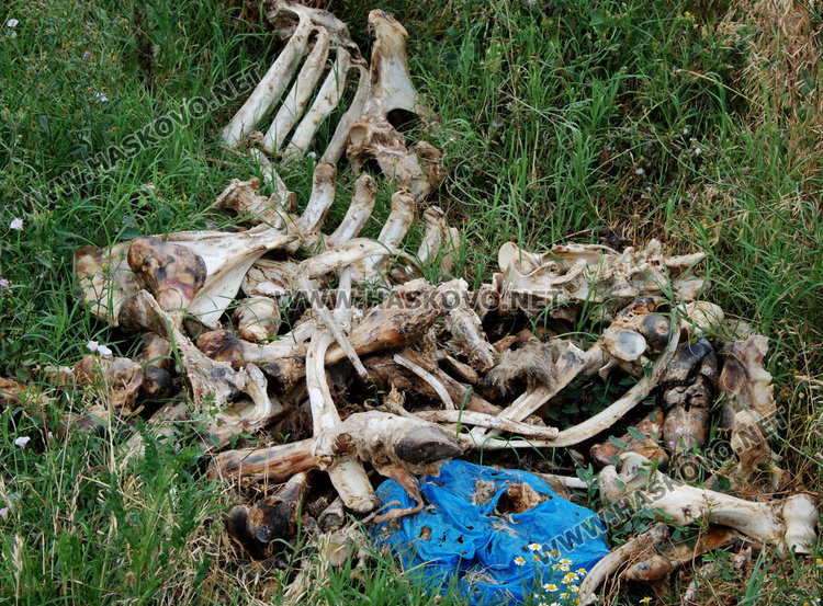 Купища животински кости сеят зарази край пътя за Димитровград