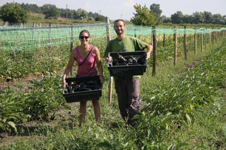 Стартира приемът на заявления за стартова помощ на малките стопанства в планински райони