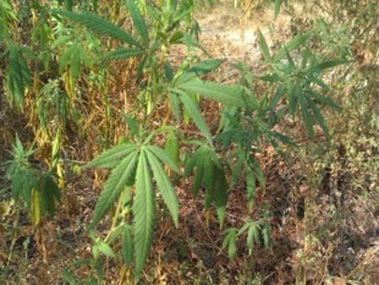 Задържаха двама "фермери", отглеждали канабис