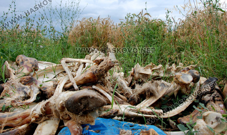 Купища животински кости сеят зарази край пътя за Димитровград