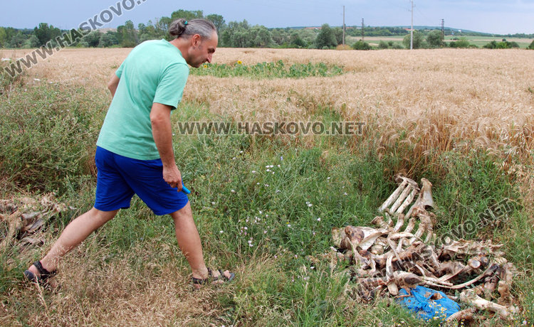 Купища животински кости сеят зарази край пътя за Димитровград