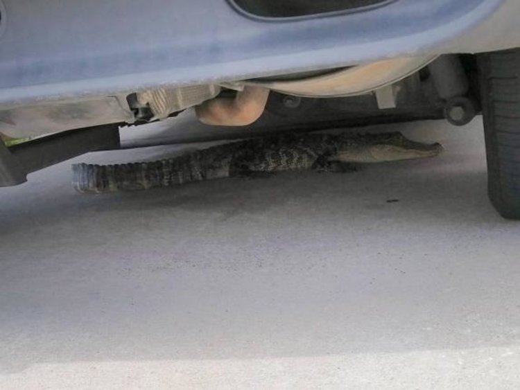 Алигатор потърси сянка под автомобил, паркиран пред къща