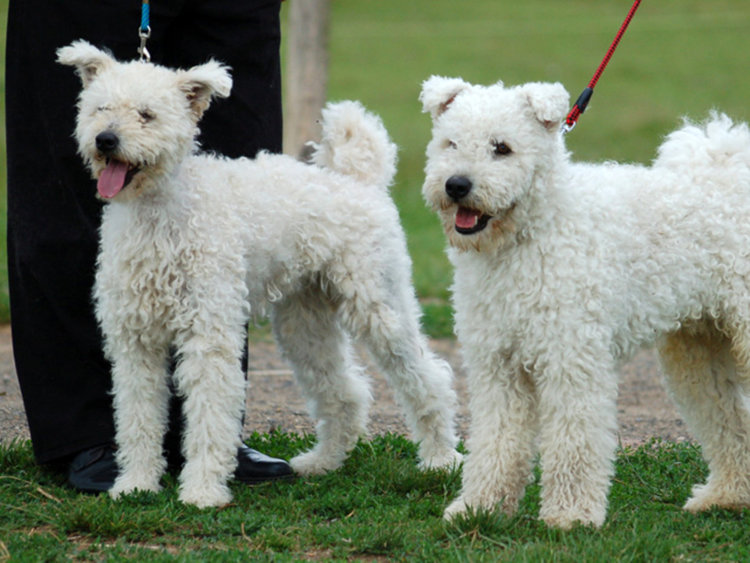 Признаха официално 190-ата порода кучета – пуми