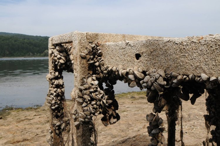Олимпийска шампионка се разплака заради източването на язовир "Пчелина" 