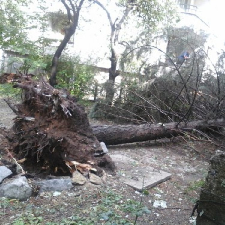Бурята в София е съборила 6 дървета