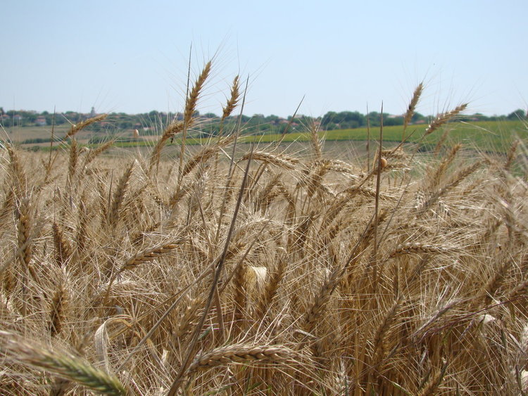 Фолклорен жътварски празник организират в Радиево