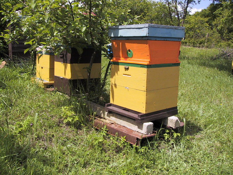 Дядо се жалва, че тровят пчелите му