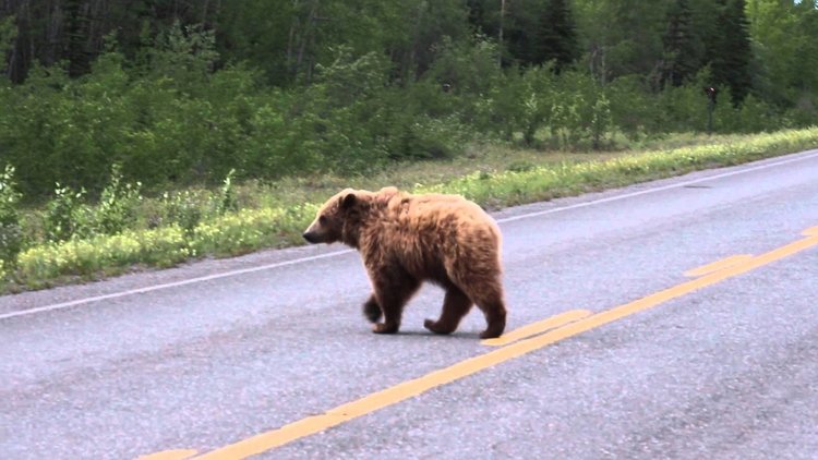 Mечка на магистралата налита на пикап (видео)