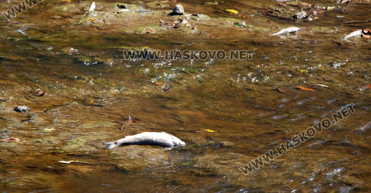 РИОСВ: Амониев азот трепе рибата в река Банска 