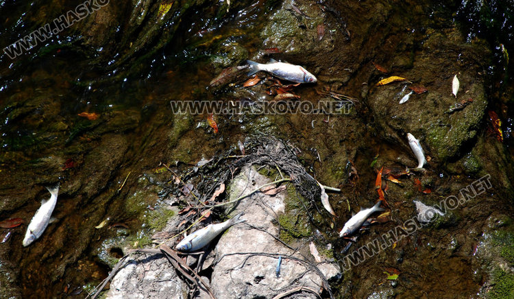 Измрялата риба край Добрич, където водата в реката беше червено-кафеникава