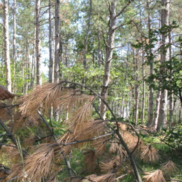 4 хиляди декара гори в област Кърджали са засегнати от вредители