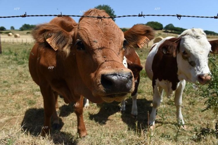Приключила е ваксинацията срещу заразен нодуларендерматит в област Кърджали