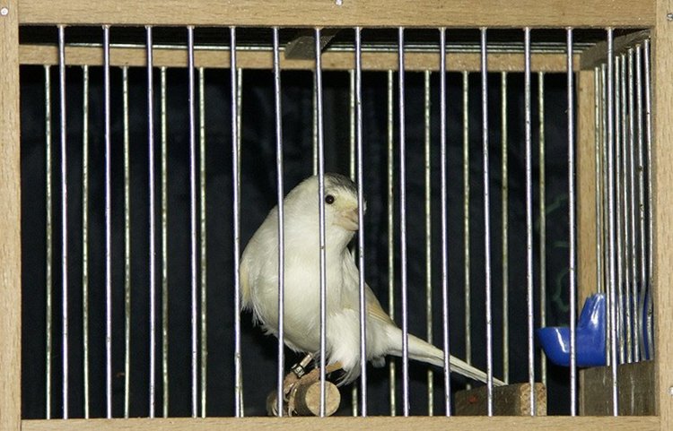 Задържаха първомаец, отглеждал незаконно пойни птици