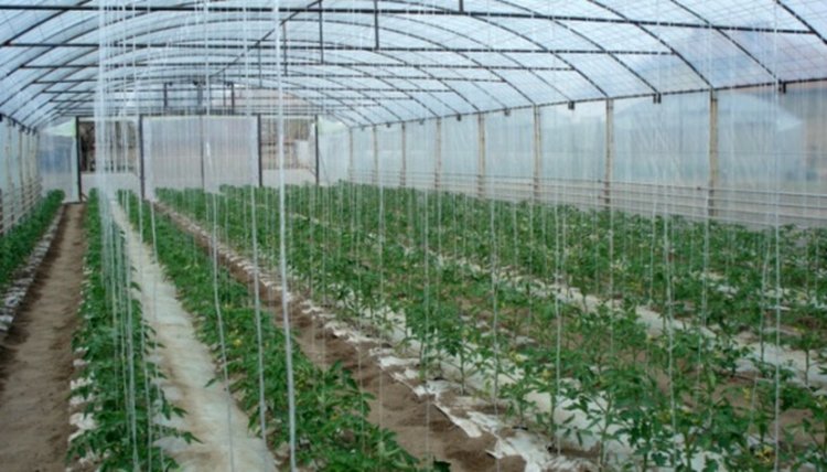 Треснаха 500 лв. глоба за ракиен казан, три оранжерии - по 100 лв.