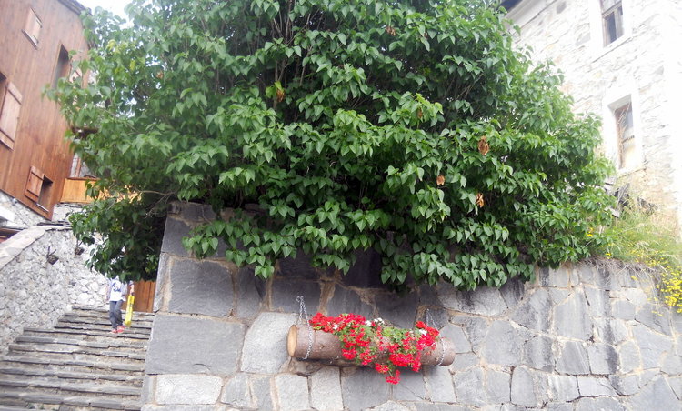 Хората от Проглед разкрасяват селото, местната управа помага