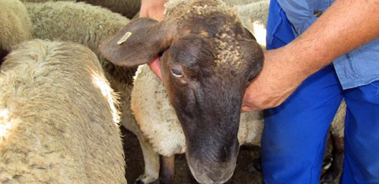 Ваксинират срещу „син език” овцете и говедата
