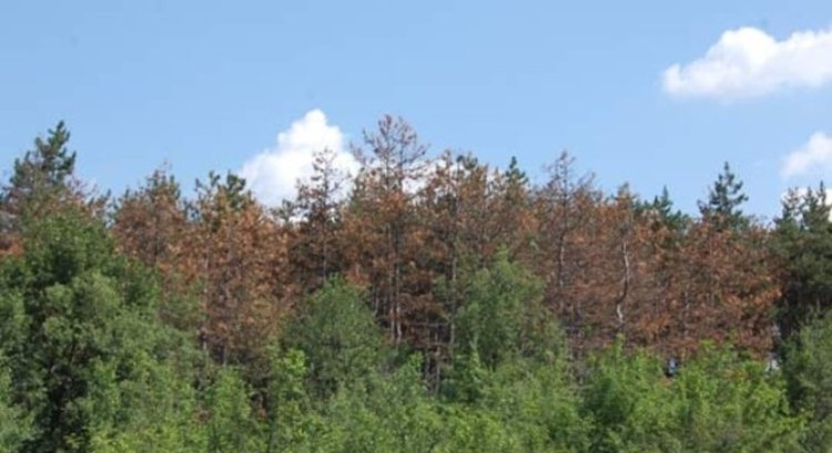 Около 500 декара гори в Кирковско са засегнати от гъба, причиняваща изсъхване