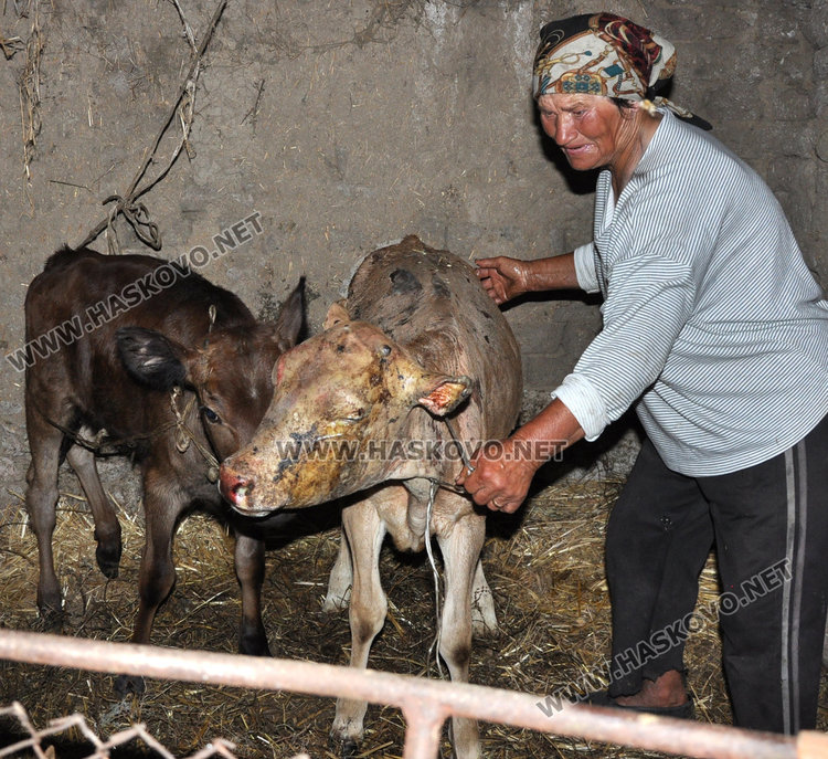 Жена влезе в горящ обор да спасява крави и телета, едва оцеля