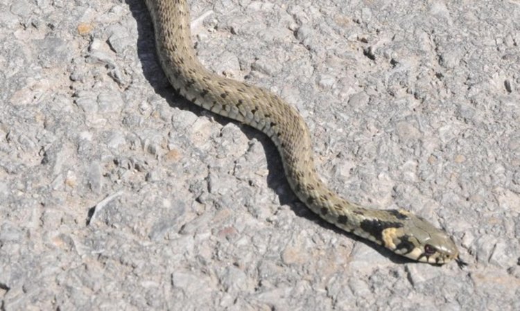 Огнеборците от Смолян реагираха на два сигнала за змии  