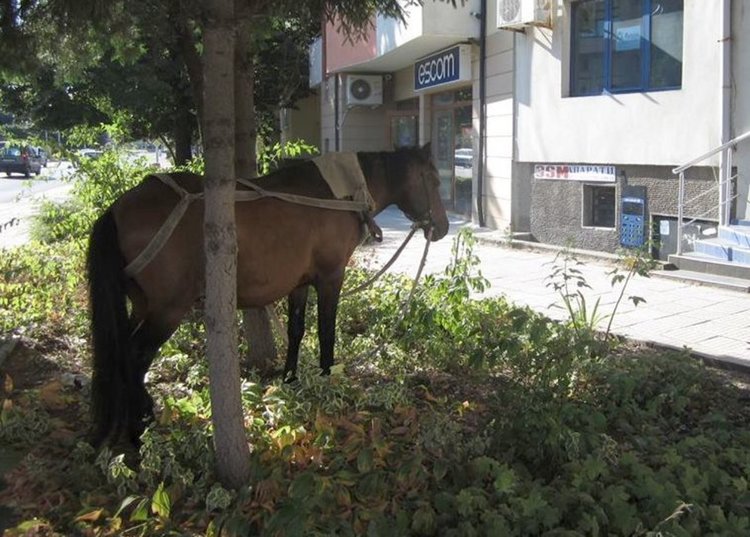Глоба за нарушение на общинска наредба отнесоха днес собственици на каруца от село в Община Димитровград