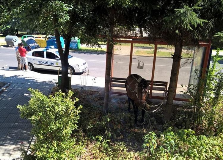 Общинска полиция състави акт на собствениците на превозното средство с животинска тяга