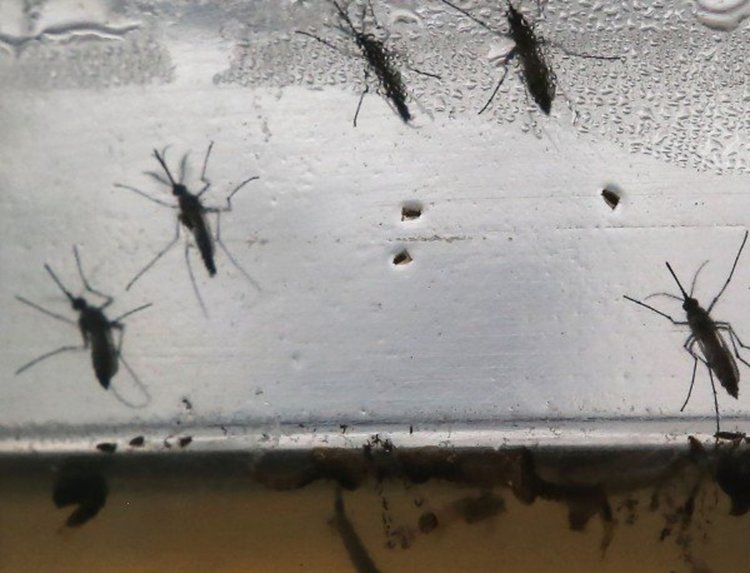 Първи случай на зика в Румъния  