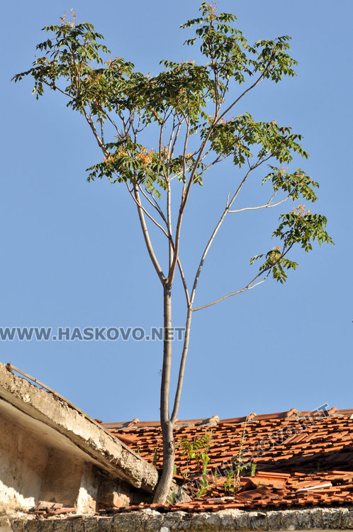 Общината безсилна срещу каменната градушка от „Марса“