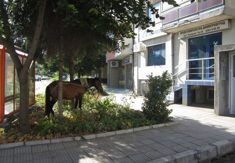 Снимки - Борислав Маджаров