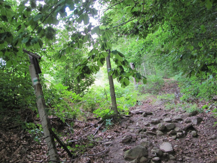 Родопчанин се сдоби с 6 месечна присъда за 2 килограма гръцки гъби