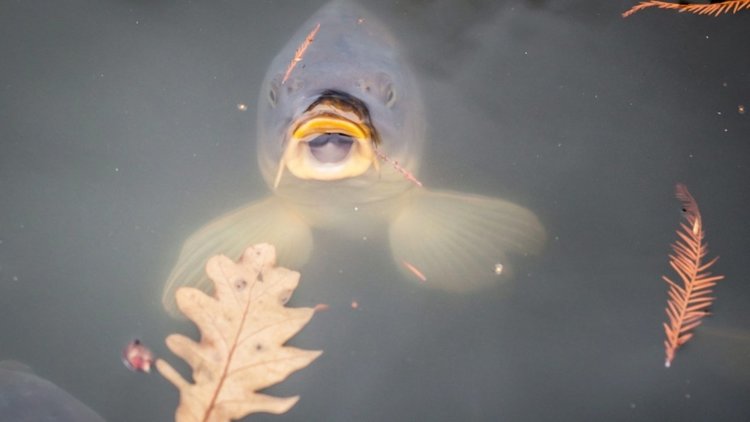 Собственият улов на риба достига на ЕС едва за половин година