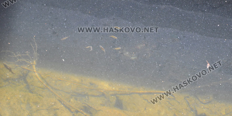 Пак зарибиха подлеза до гарата, вадили лакът щука