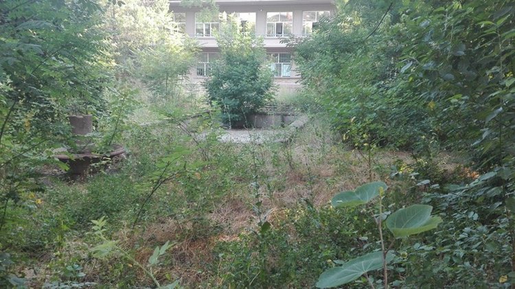 Обраслият двор, заснет на 6 юли