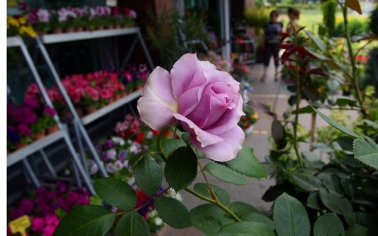 Имен ден празнуват Юлия и Юлиян