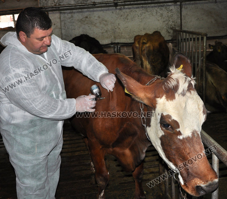 От днес БАБХ убива укритите крави без да плаща