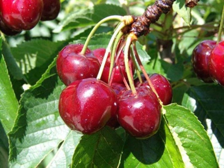 Отлив от тютюна в Източните Родопи, залагат на овошки