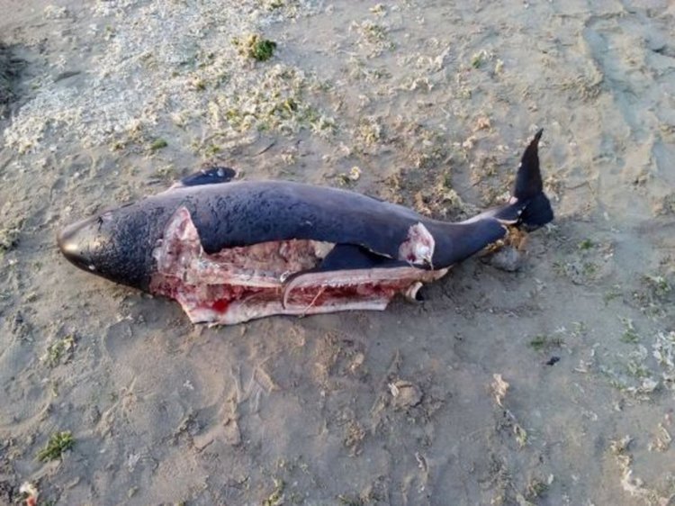 Мъртви делфини, разрязани за филета, изхвърли морето 